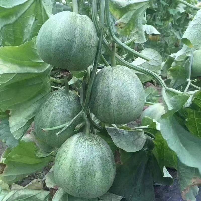 博洋9嫁接绿宝羊角蜜甜瓜苗品种齐全抗病毒易成活全国发货