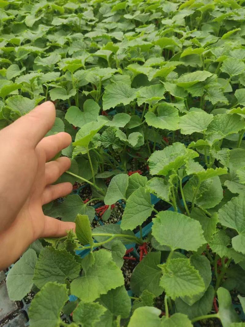 博洋9嫁接绿宝羊角蜜甜瓜苗品种齐全抗病毒易成活全国发货