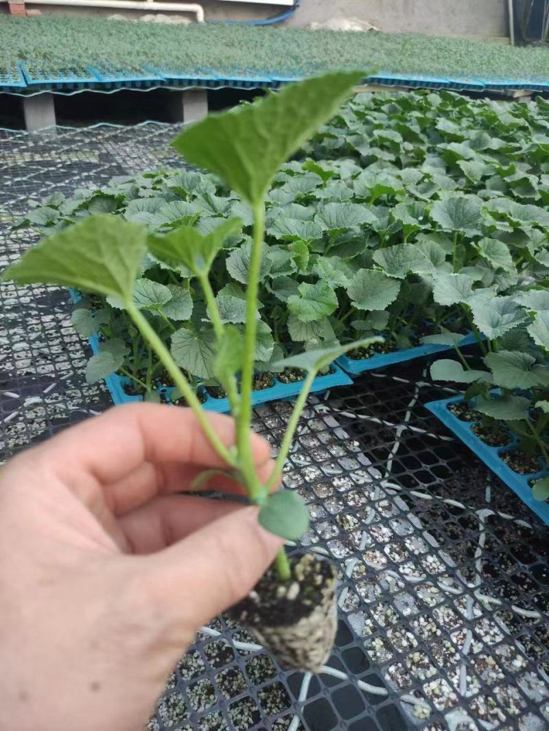 博洋9嫁接绿宝羊角蜜甜瓜苗品种齐全抗病毒易成活全国发货