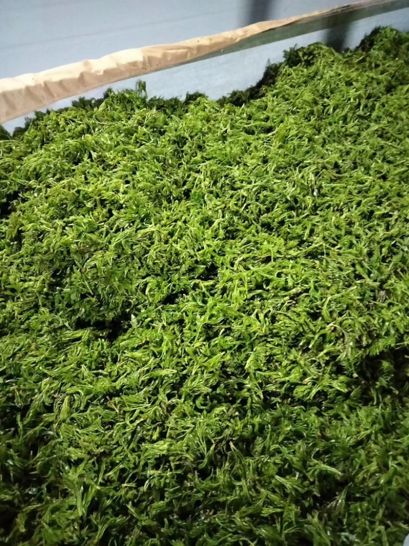 龙须莓茶湖南湘西土特产莓茶嫩芽藤茶霉茶