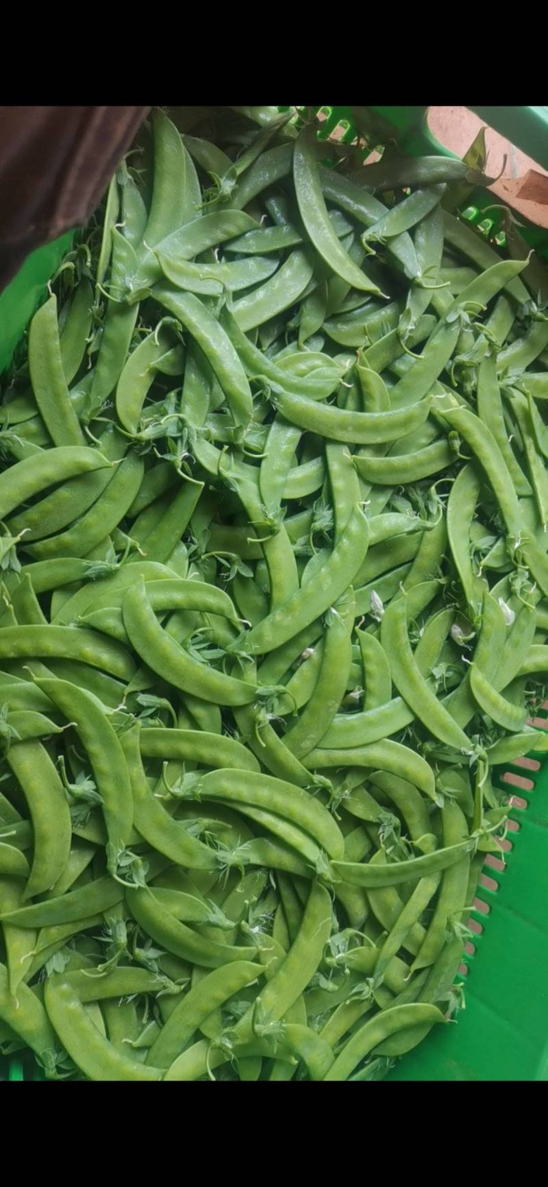 精品荷兰豆