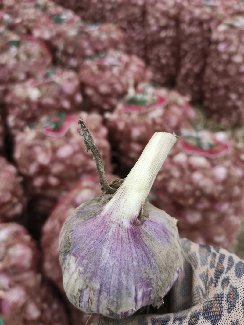 商河大青稞大蒜，宽叶青绿，产量高，产地直发