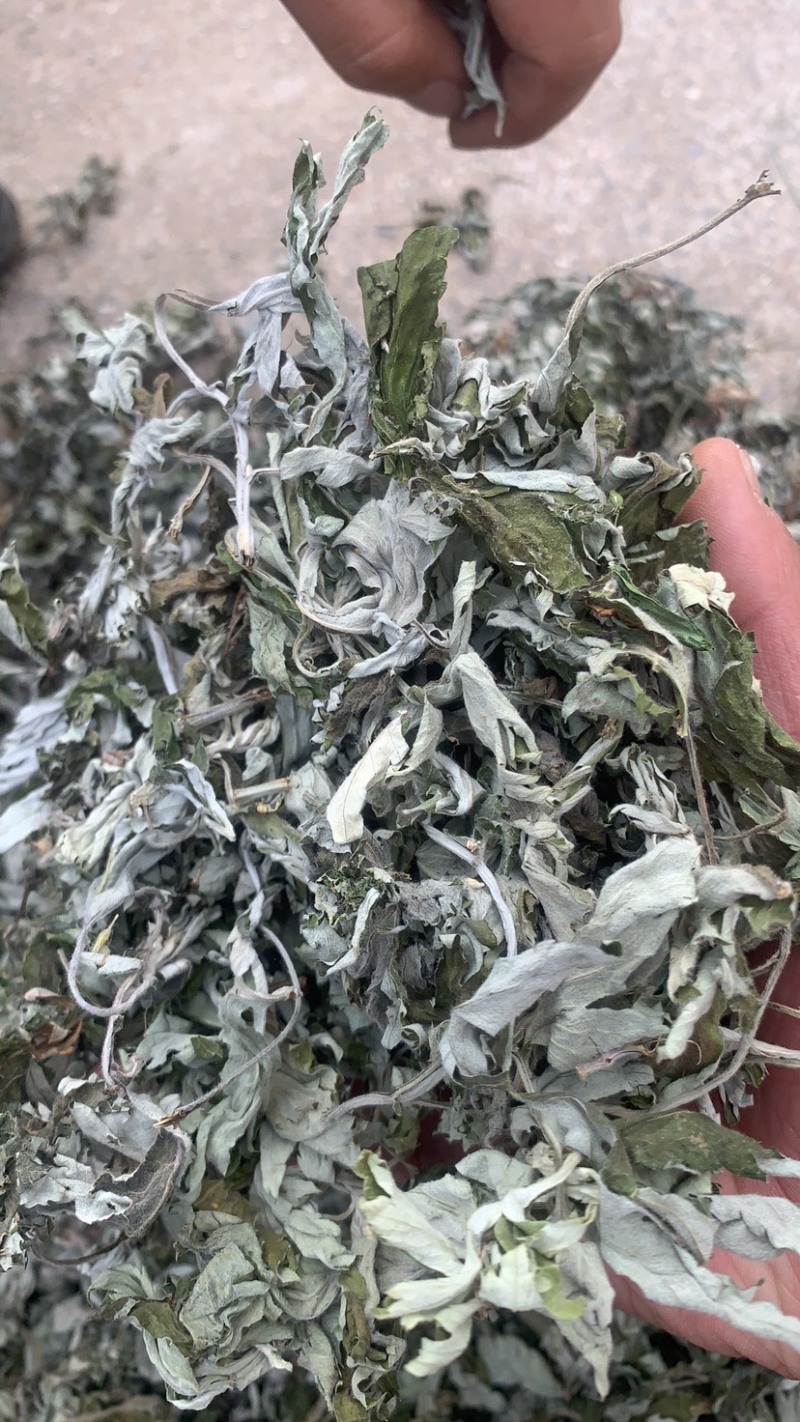 艾叶（前期陇南）
