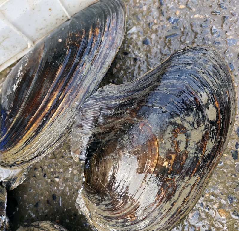 湖北大湖白肉河蚌圆蚌三角蚌飞机蚌物美价优全国供应