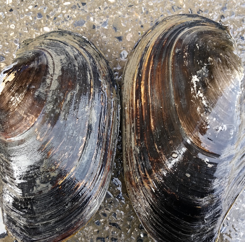 湖北大湖白肉河蚌圆蚌三角蚌飞机蚌物美价优全国供应