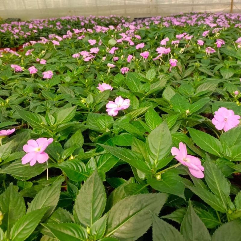 凤仙花凤仙花穴盘多色盆花进口凤仙花