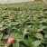 凤仙花凤仙花穴盘多色盆花进口凤仙花