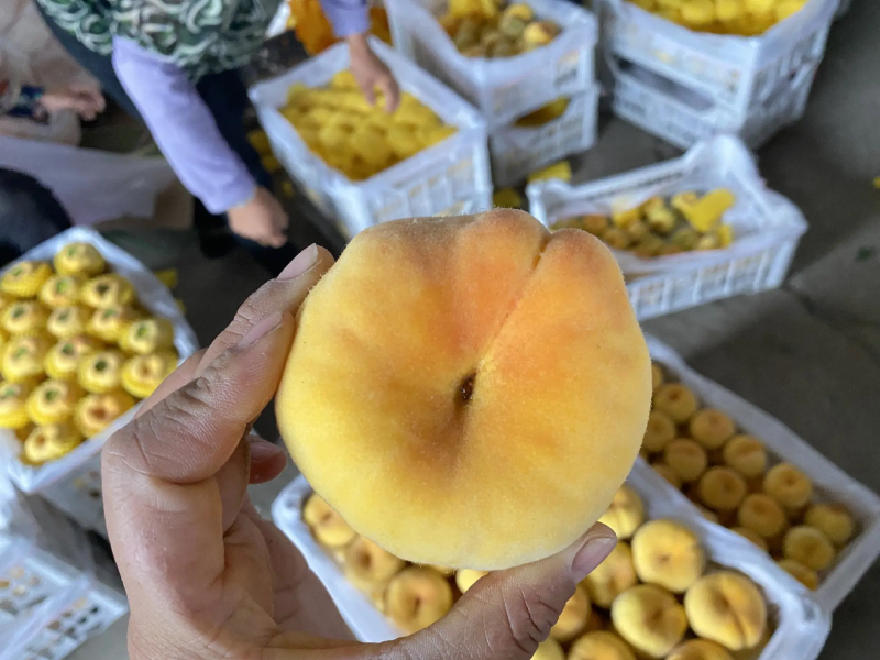 山东蒙阴黄毛蟠桃一件代发黄蟠桃对接电商社团品质保障包售后