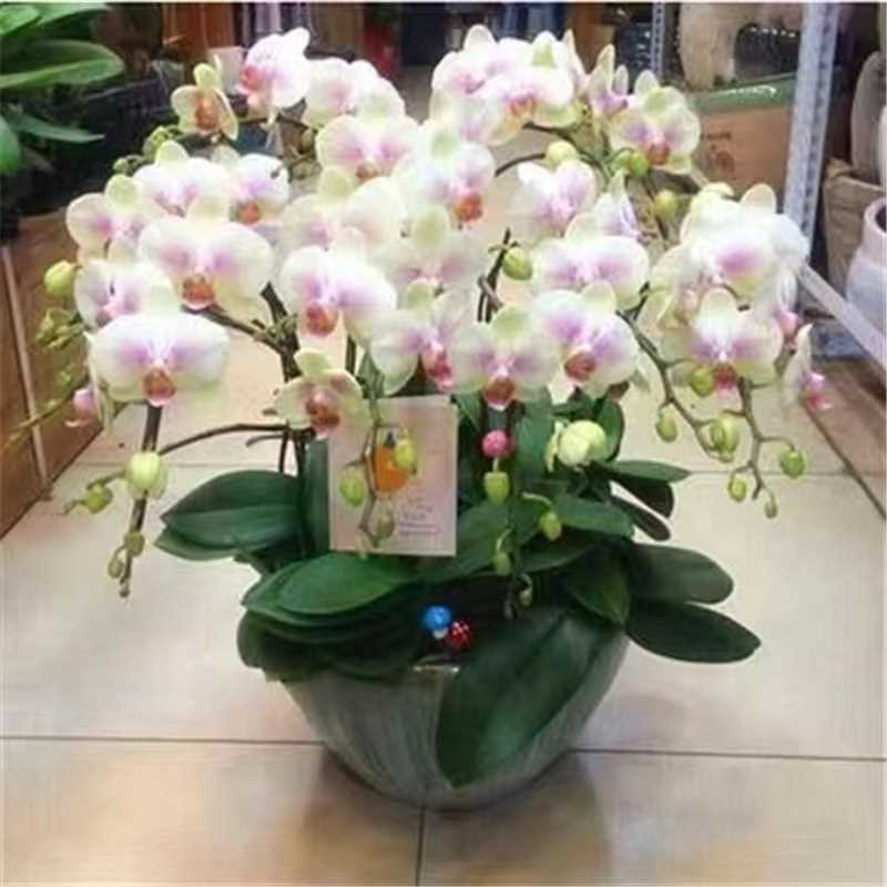 山东精品兰花盆景，品质好规格齐全，欢迎选购
