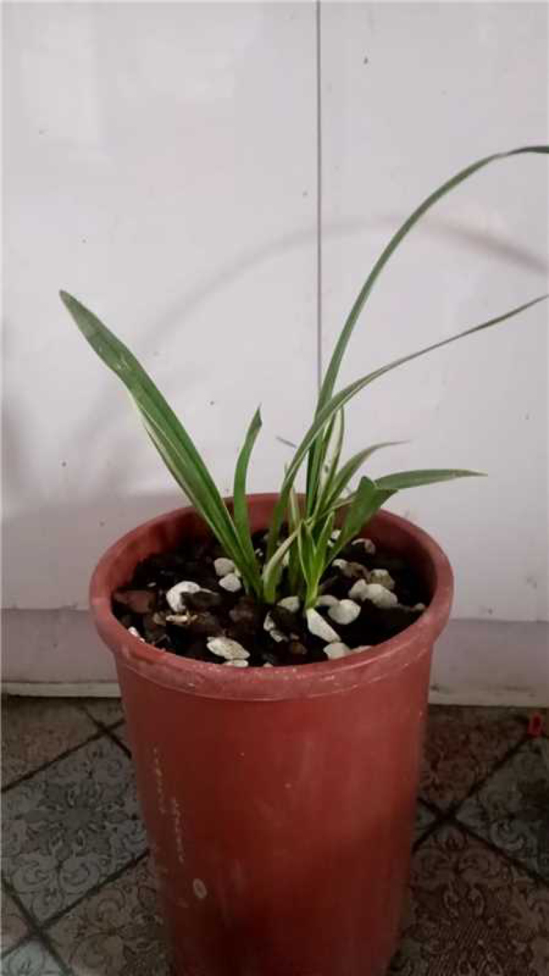 山东精品兰花盆景，品质好规格齐全，欢迎选购