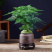 山东精品兰花盆景，品质好规格齐全，欢迎选购