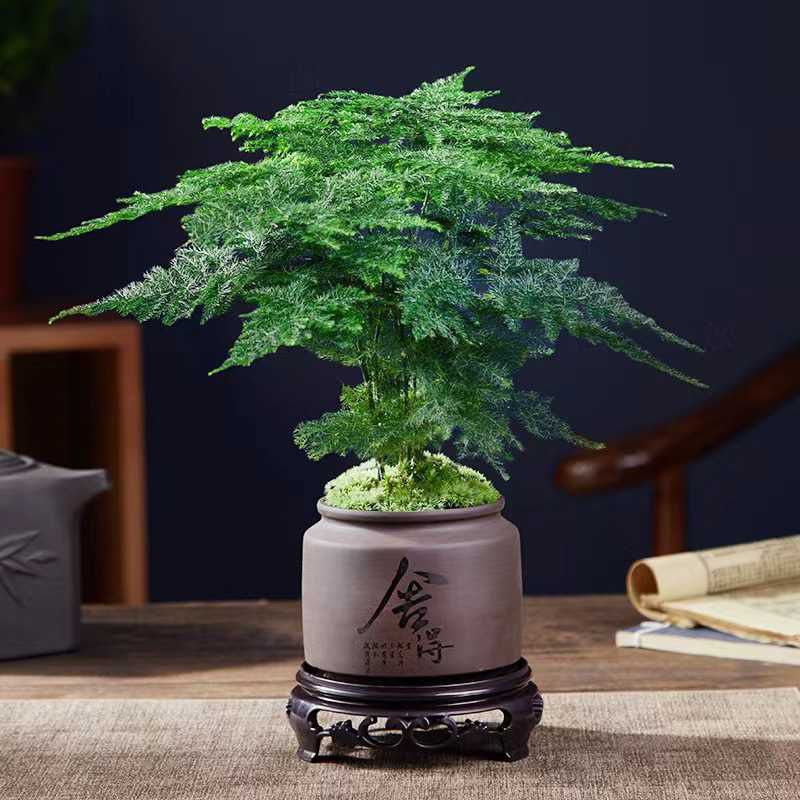山东精品兰花盆景，品质好规格齐全，欢迎选购
