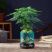 山东精品兰花盆景，品质好规格齐全，欢迎选购