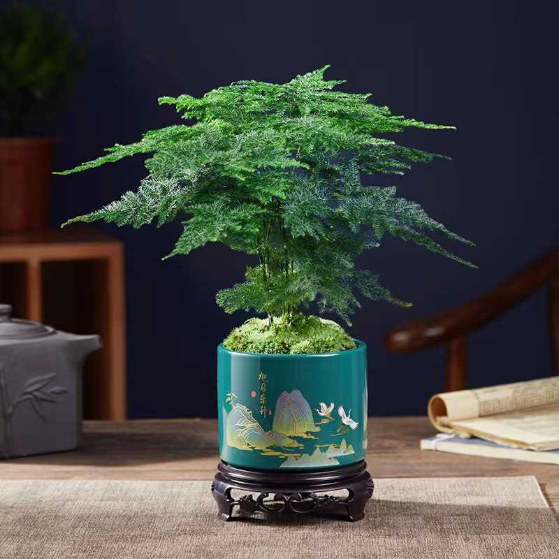 山东精品兰花盆景，品质好规格齐全，欢迎选购