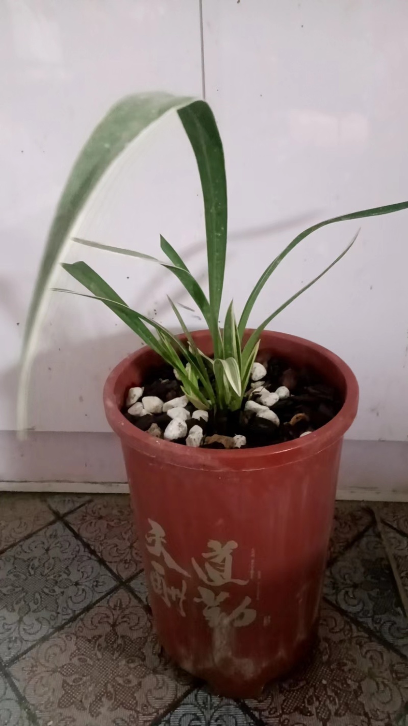 山东精品兰花盆景，品质好规格齐全，欢迎选购