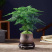 山东精品兰花盆景，品质好规格齐全，欢迎选购