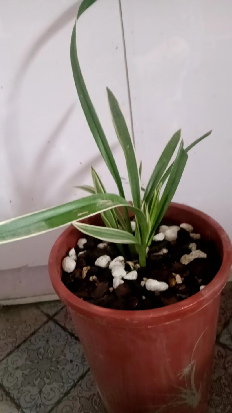 山东精品兰花盆景，品质好规格齐全，欢迎选购