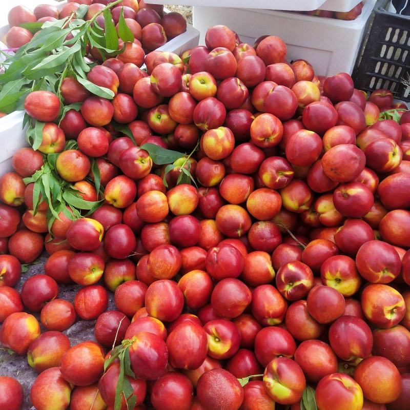 砀山油桃/安徽油桃黄桃红桃都有-对接全国商超，量大从优