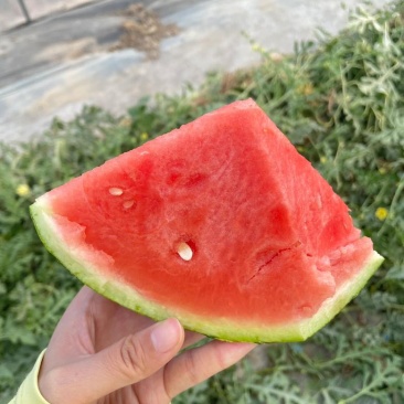 无籽美都西瓜现货现摘自家种植次瓜欢迎实地考察参考实物图片