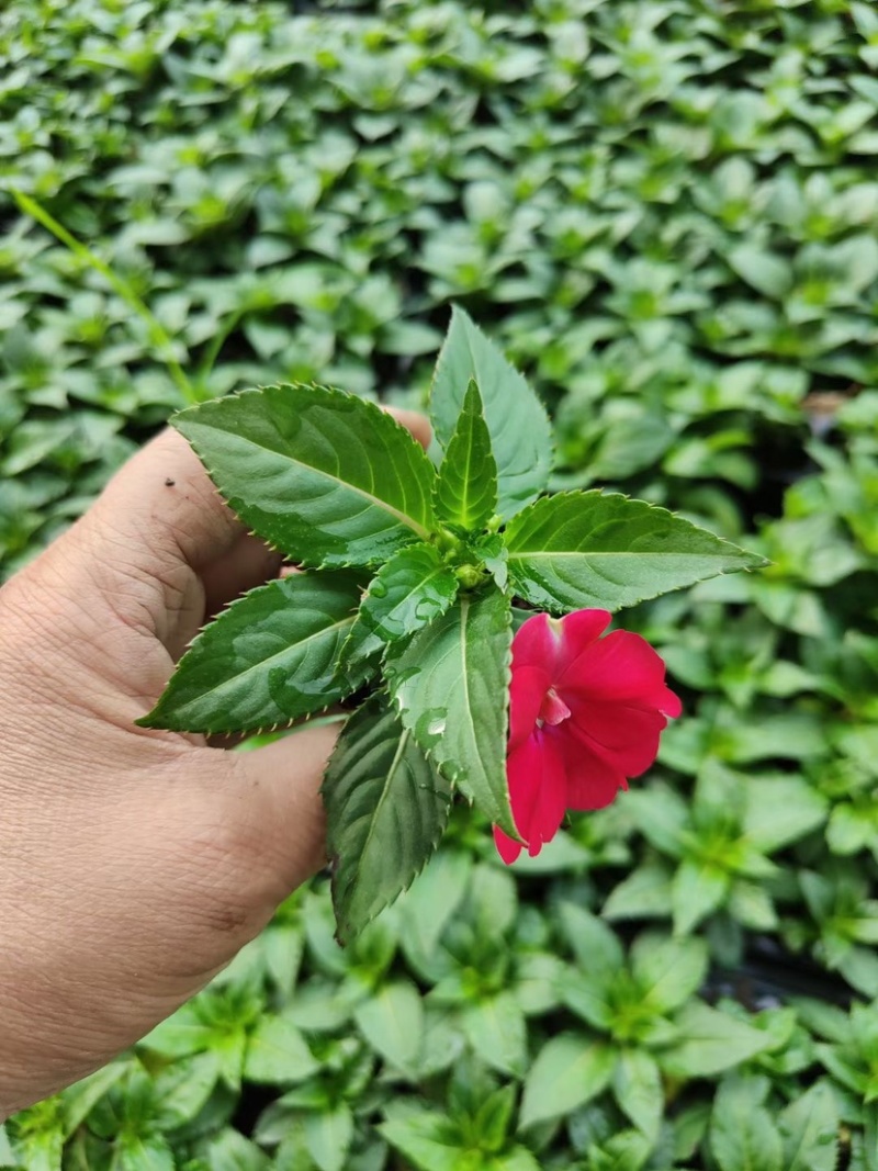 凤仙花凤仙花穴盘多色盆花进口凤仙花