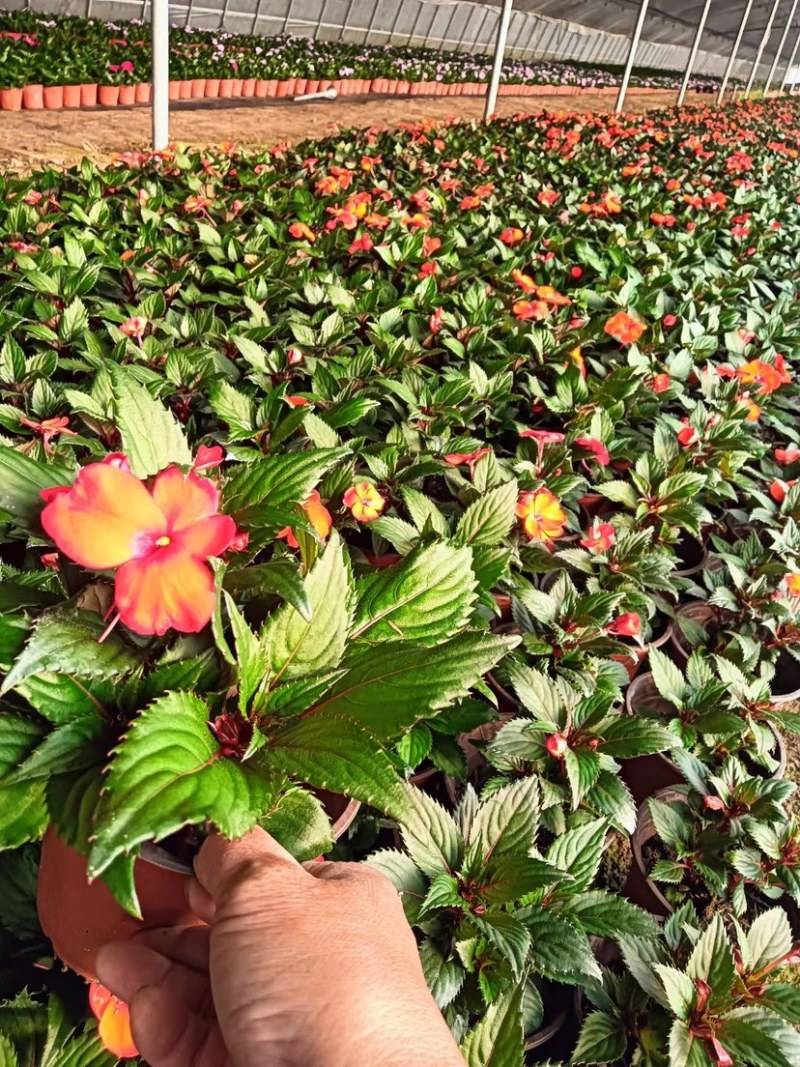 凤仙花凤仙花穴盘多色盆花进口凤仙花