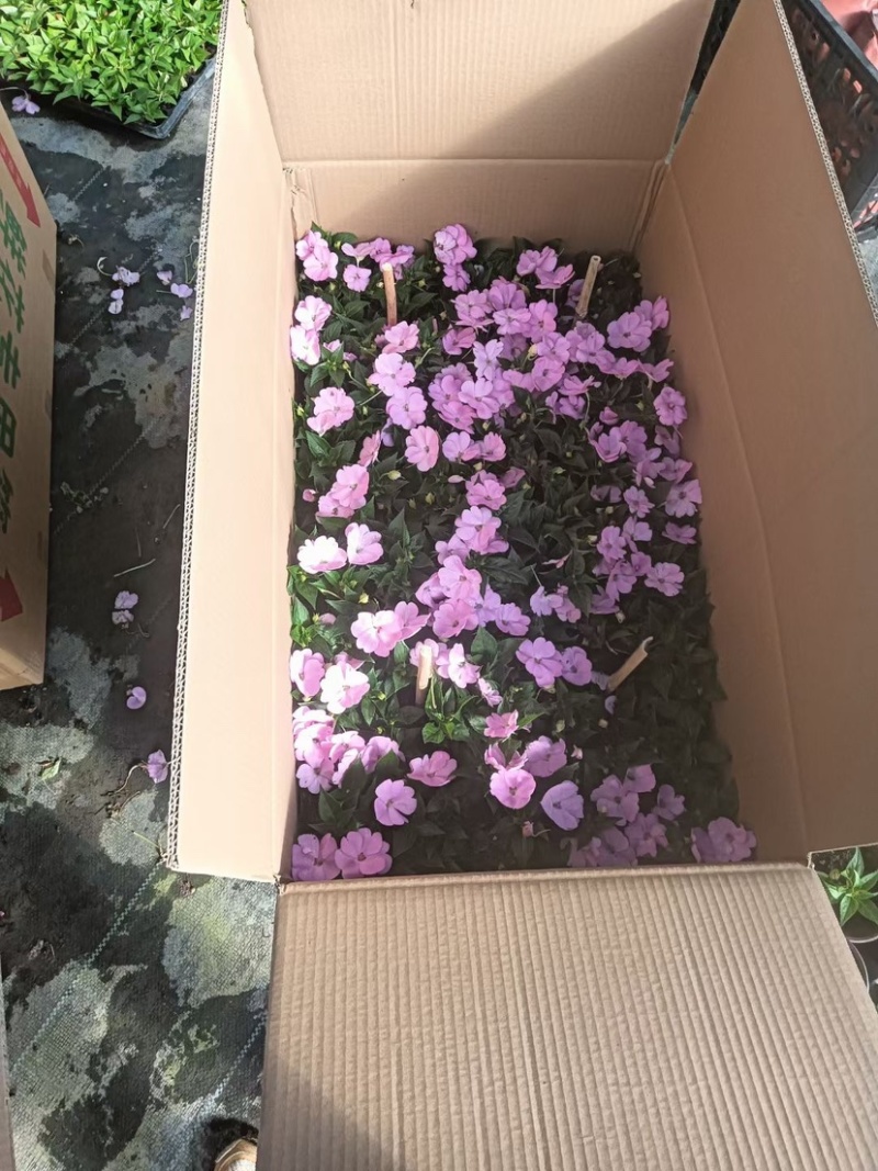 凤仙花凤仙花穴盘多色盆花进口凤仙花