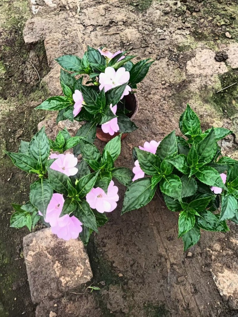 凤仙花凤仙花穴盘多色盆花进口凤仙花