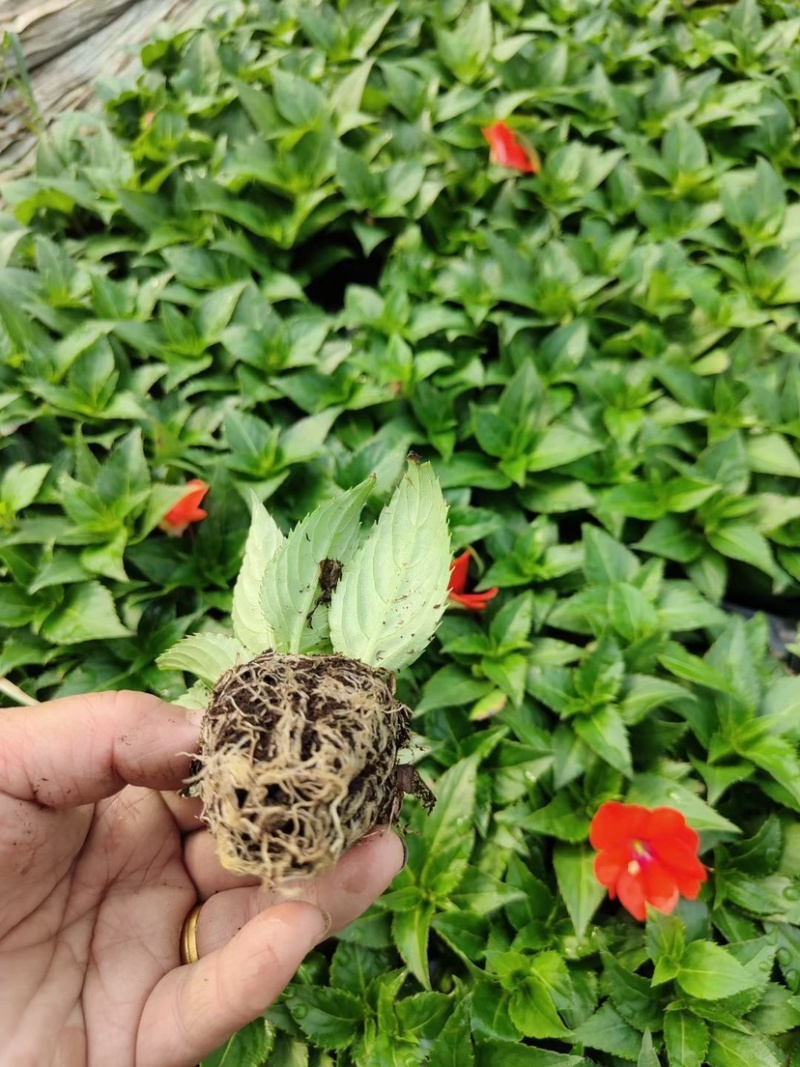 凤仙花凤仙花穴盘多色盆花进口凤仙花