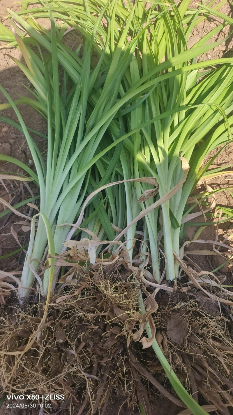 大花萱草苗绿化苗木草花基地直供来电选购视频看货实地考察均