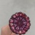 黑玉米大量供应