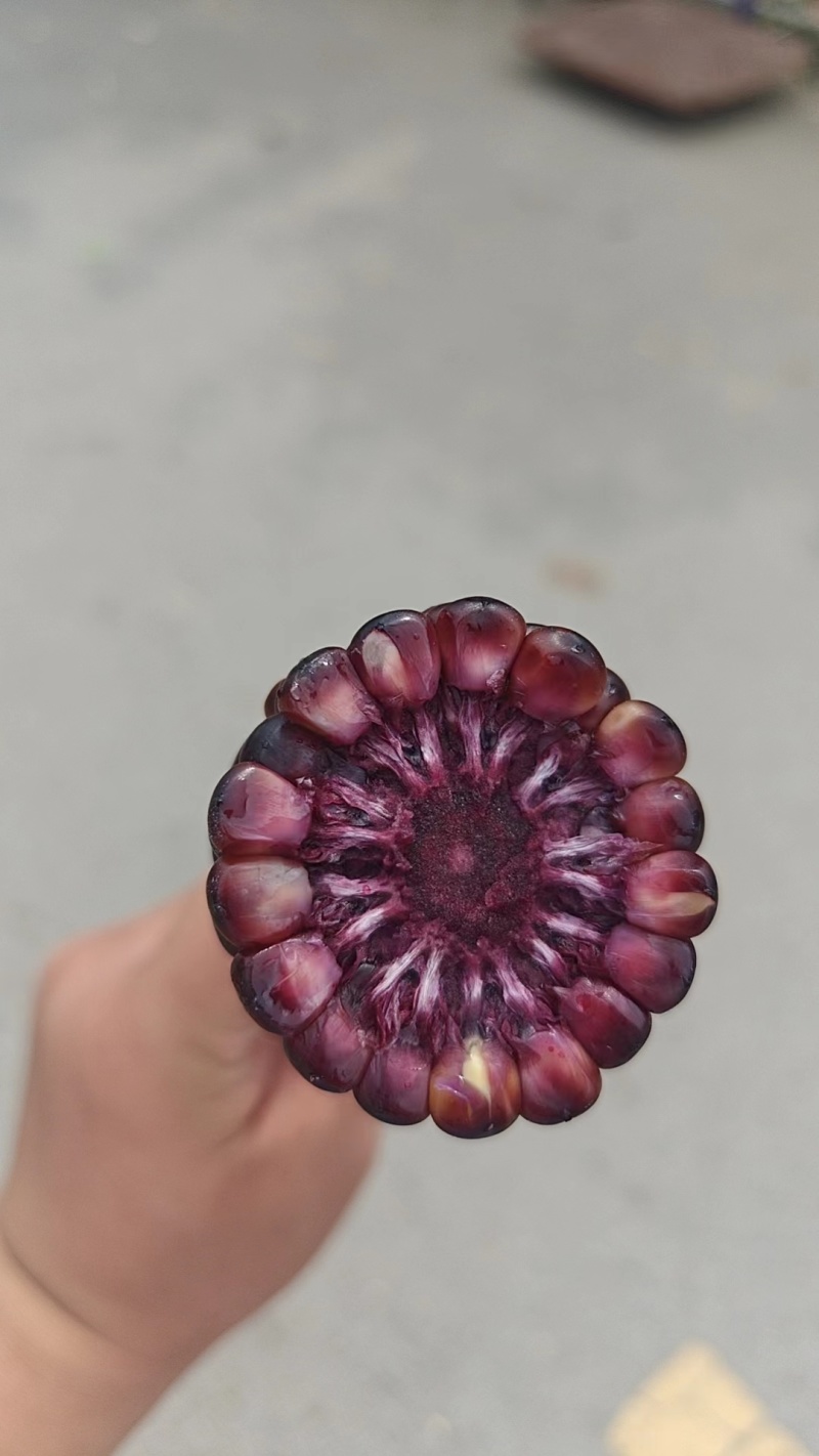 黑玉米大量供应