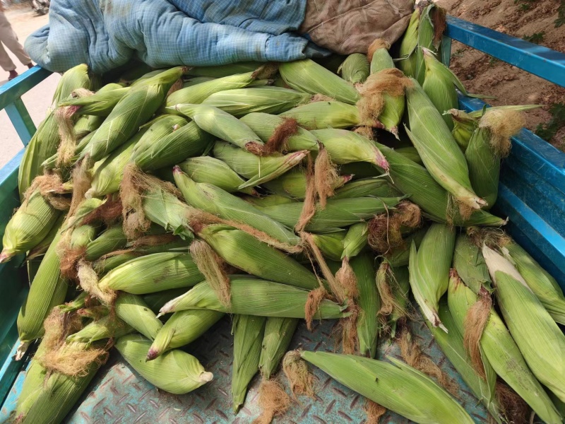 黑玉米大量供应