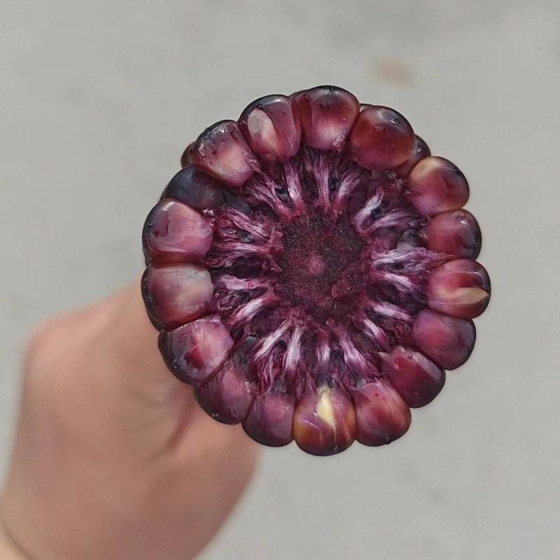 黑玉米大量供应
