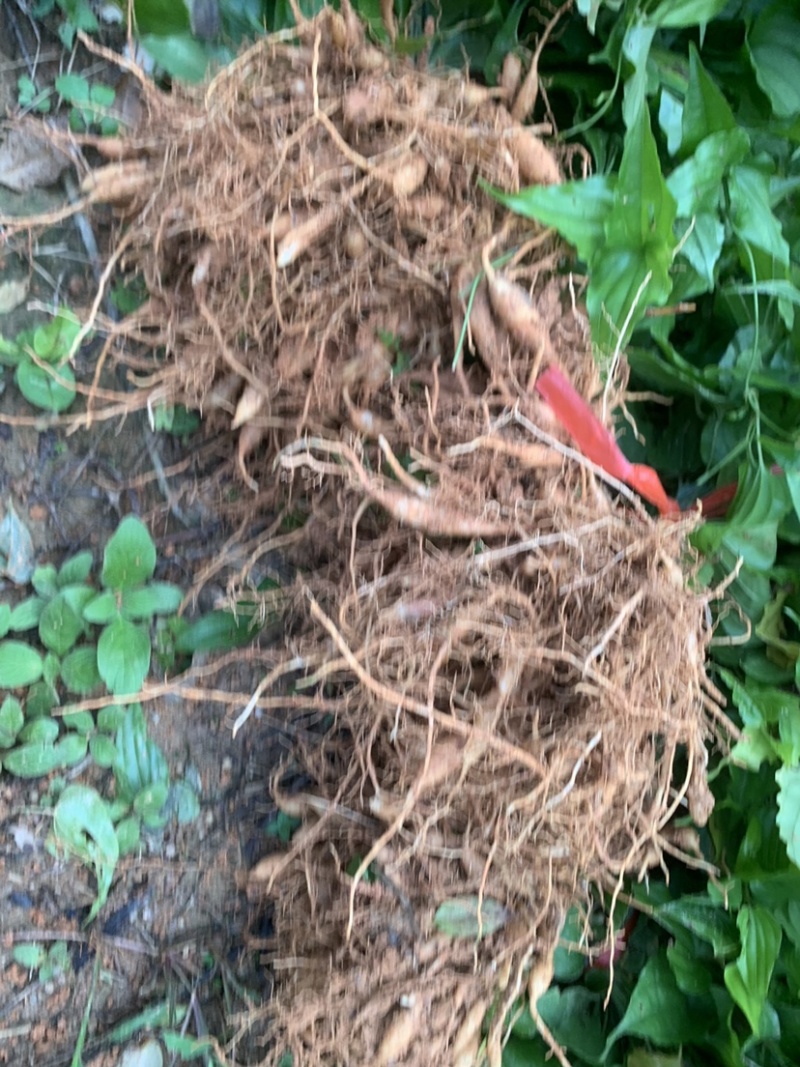 百陪苗药材苗