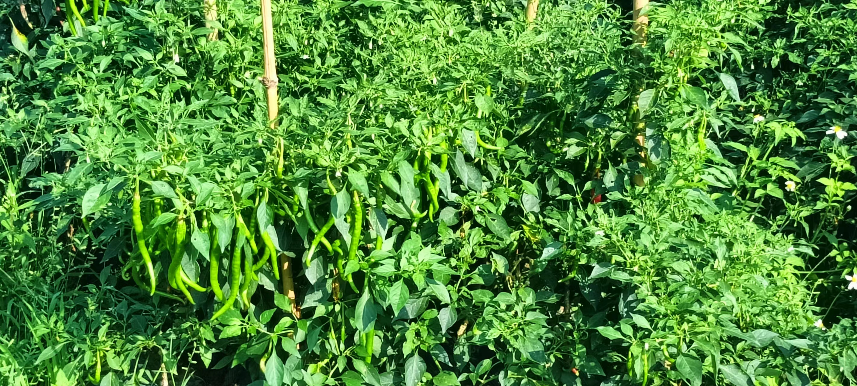 显示几种常见线椒品种的SHU值对比柱状图,标注子弹头、满天星、二荆条等数据 辣椒辣度对比柱状图