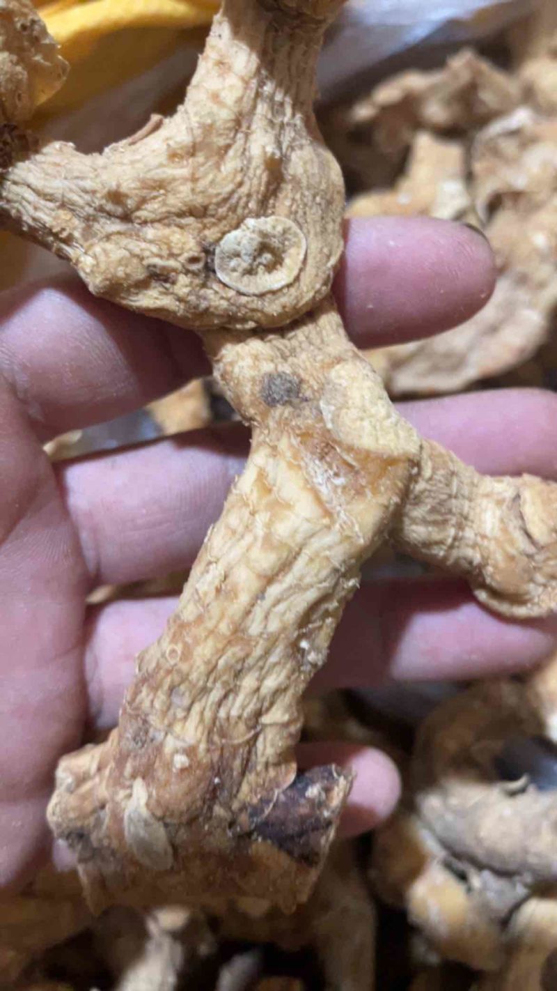 干货野生黄精姜形甜黄精川姜形甜黄精干货