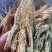 【顺欣药材】人参带须人参干货整支带须地道药材