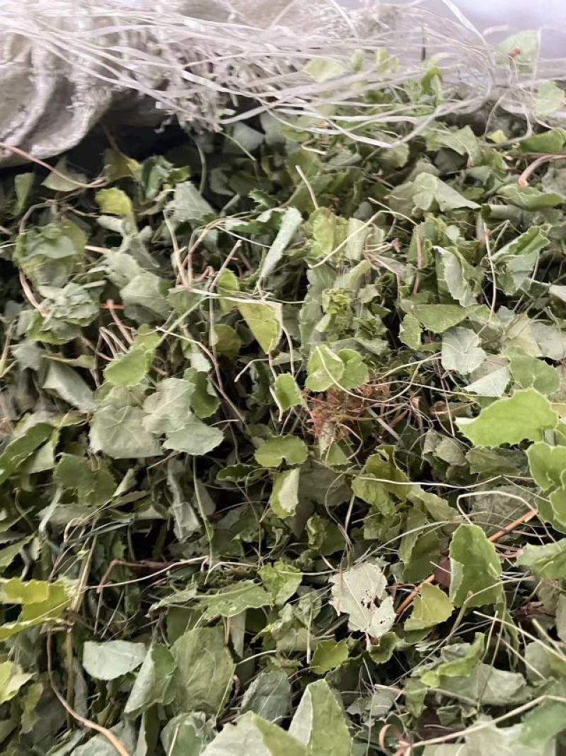 甘肃礼县淫羊藿产地一手货源长期稳定供应保质保量