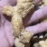 干货野生黄精姜形甜黄精川姜形甜黄精干货