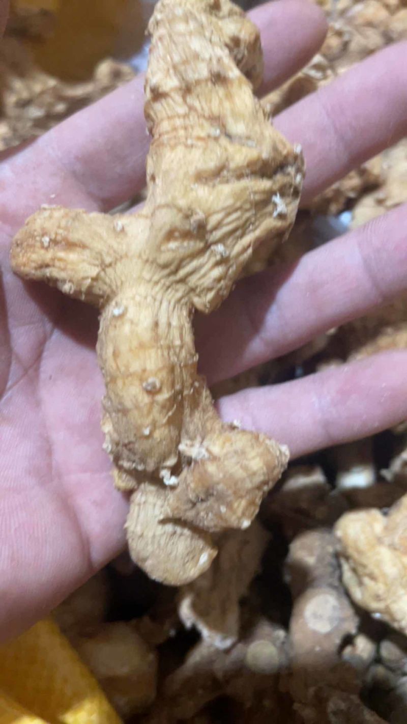 干货野生黄精姜形甜黄精川姜形甜黄精干货