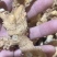 干货野生黄精姜形甜黄精川姜形甜黄精干货