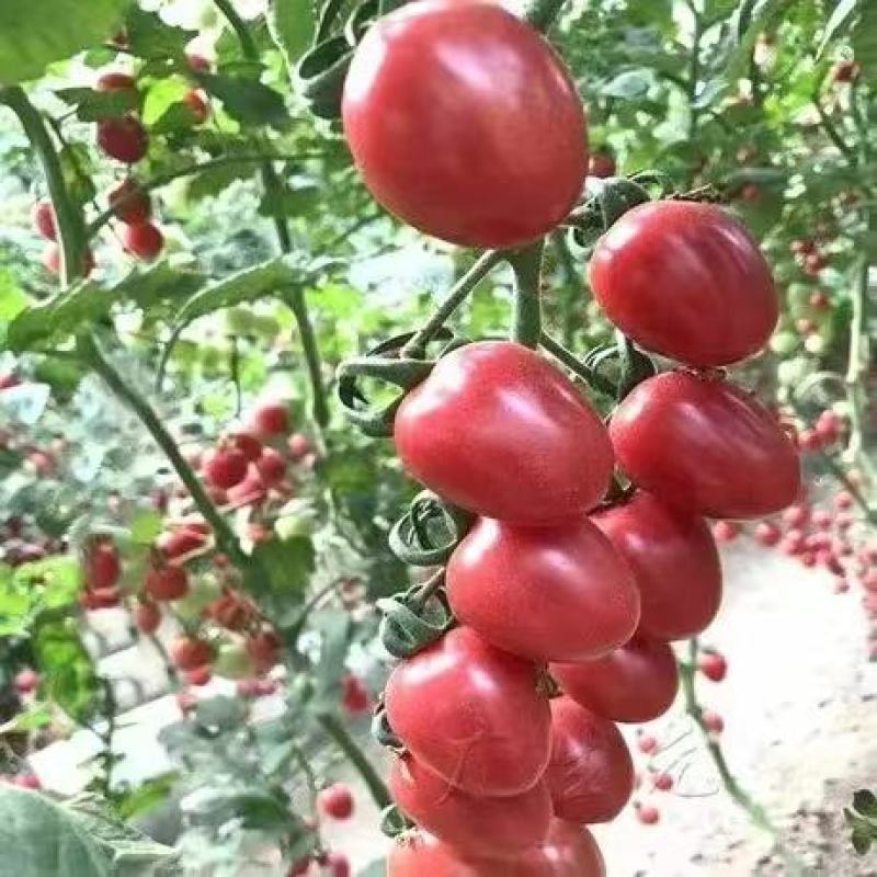 贝贝千禧圣女果苗抗TY病毒品种齐全成活率高常年有货