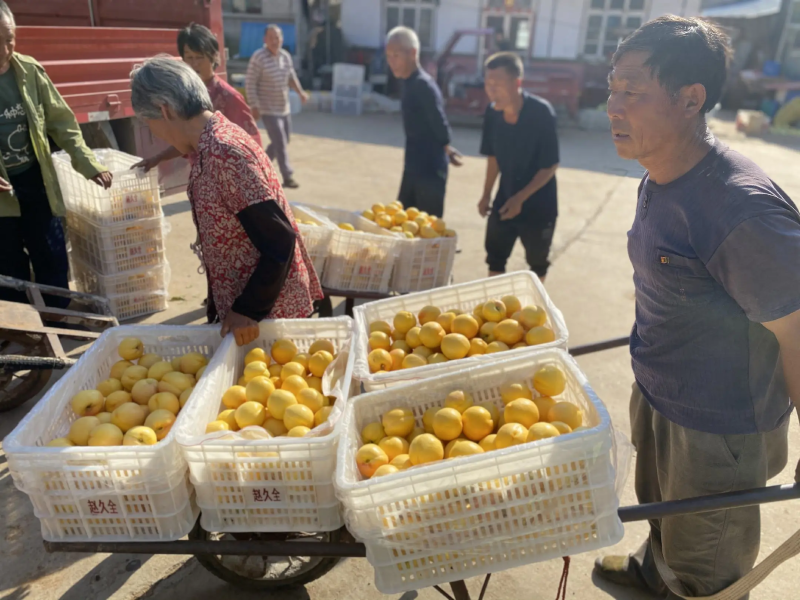 山东蒙阴黄油桃一件代发包邮包售后品质保证对接电商源头供应