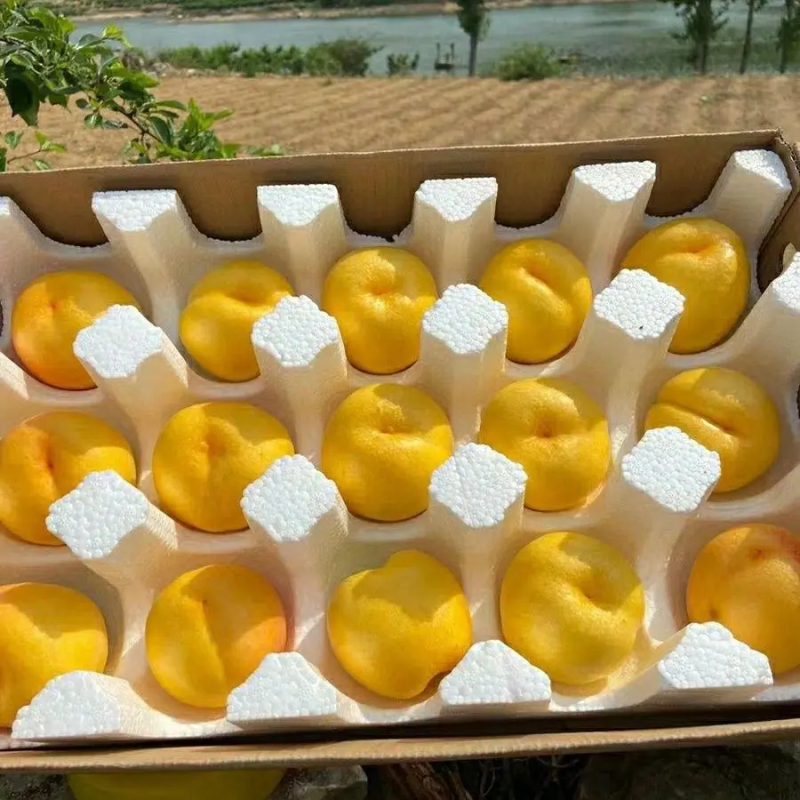 山东蒙阴黄油桃一件代发包邮包售后品质保证对接电商源头供应