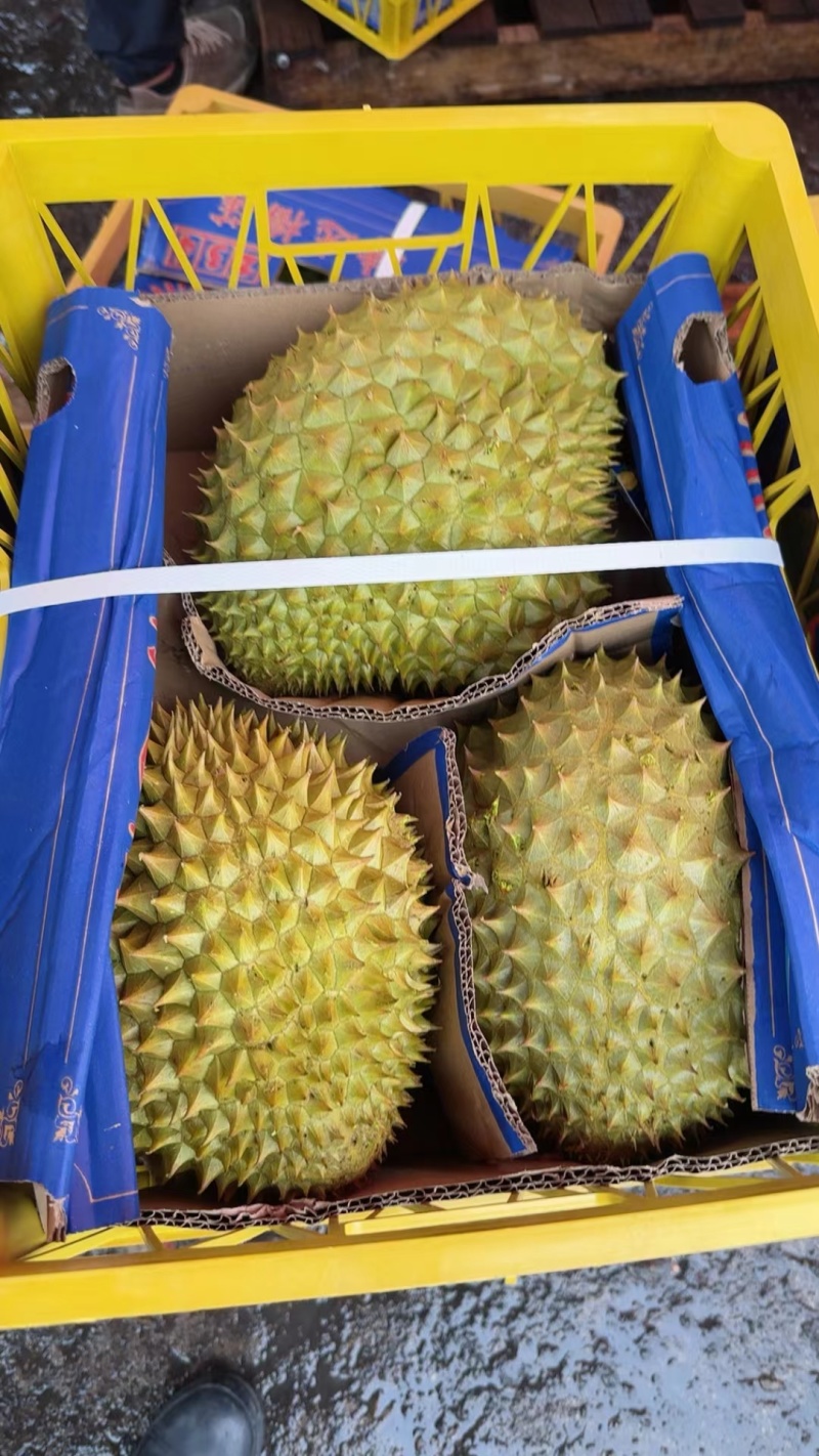 越南干荛大量有货，支持一件代发批发团购，每天发货30吨