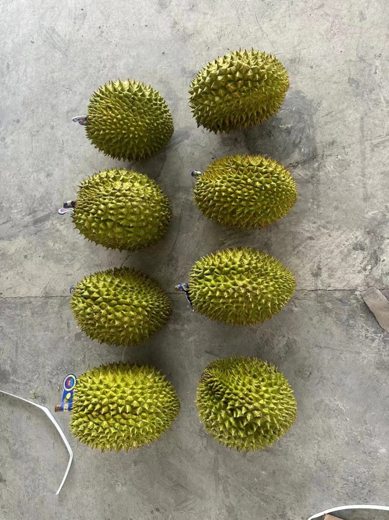 越南干荛大量有货，支持一件代发批发团购，每天发货30吨