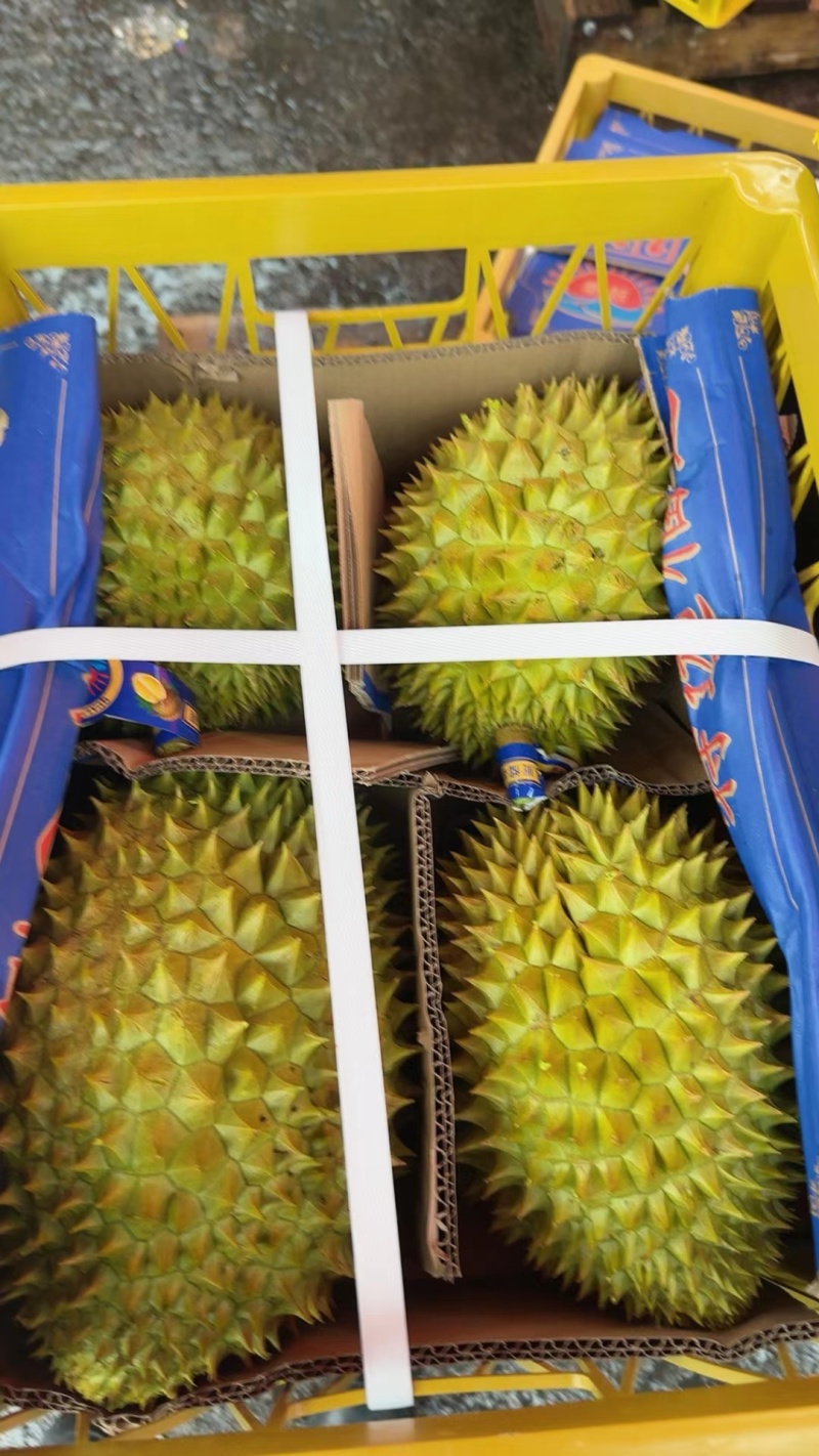 越南干荛大量有货，支持一件代发批发团购，每天发货30吨