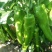 青椒大量上市泡椒螺丝椒线椒二荆条基地直供代发全国