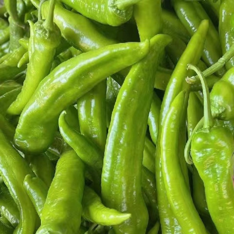 青椒大量上市泡椒螺丝椒线椒二荆条基地直供代发全国