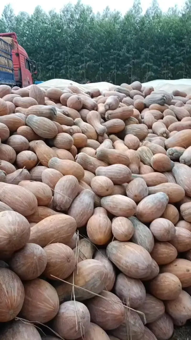密本南瓜广西南瓜产地直发粉糯香甜保质保量量大优